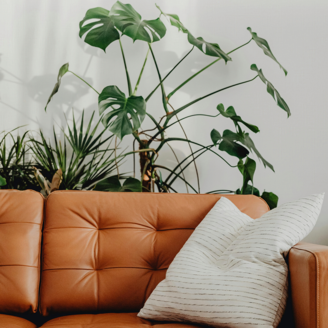 tan couch plant